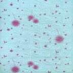 Самоклеюча 3D панель 700х770х4мм Блакитні кульбаби (322) HO-00001362